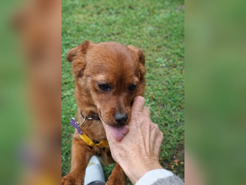 Fanny winziger, verspielter Welpe Pekinesen Mischling Hündin Junghund sucht Zuhause für immer