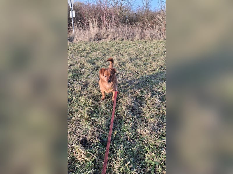 Fanny winziger, verspielter Welpe Pekinesen Mischling Hündin Junghund sucht Zuhause für immer