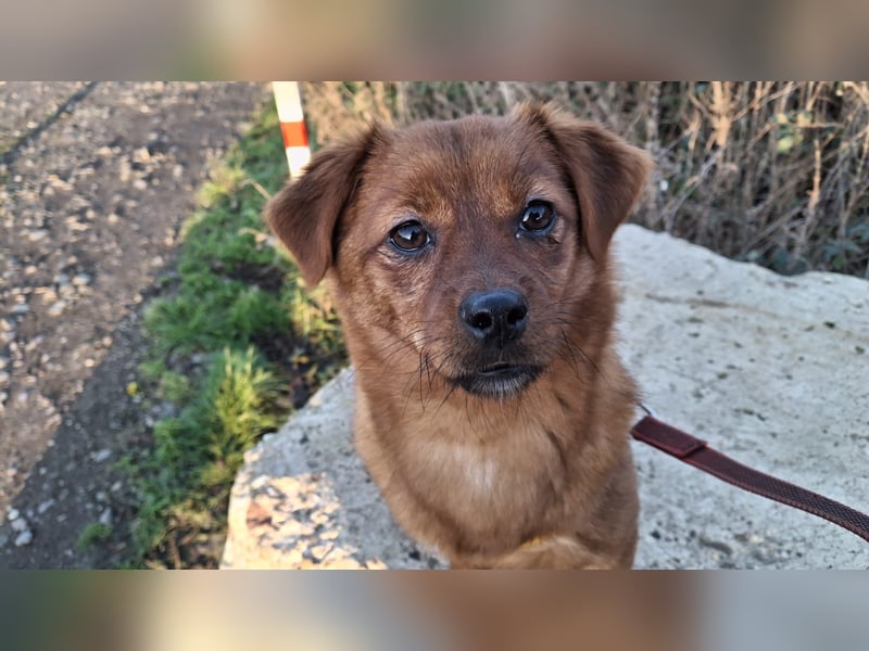 Fanny winziger, verspielter Welpe Pekinesen Mischling Hündin Junghund sucht Zuhause für immer