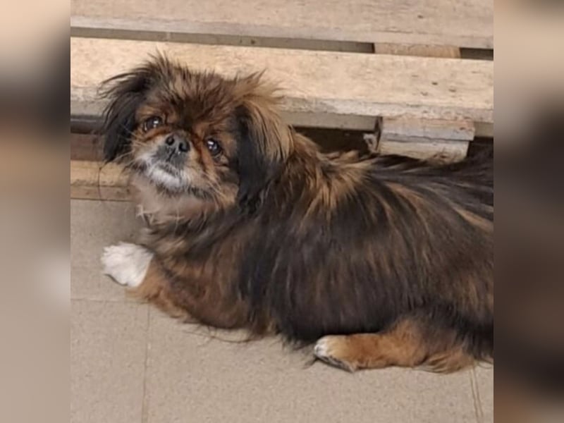 HOLLY, KLEINE PEKINESIN SUCHT IHRE FAMILIE