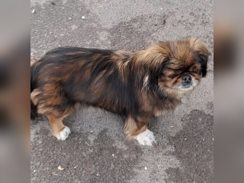 HOLLY, KLEINE PEKINESIN SUCHT IHRE FAMILIE