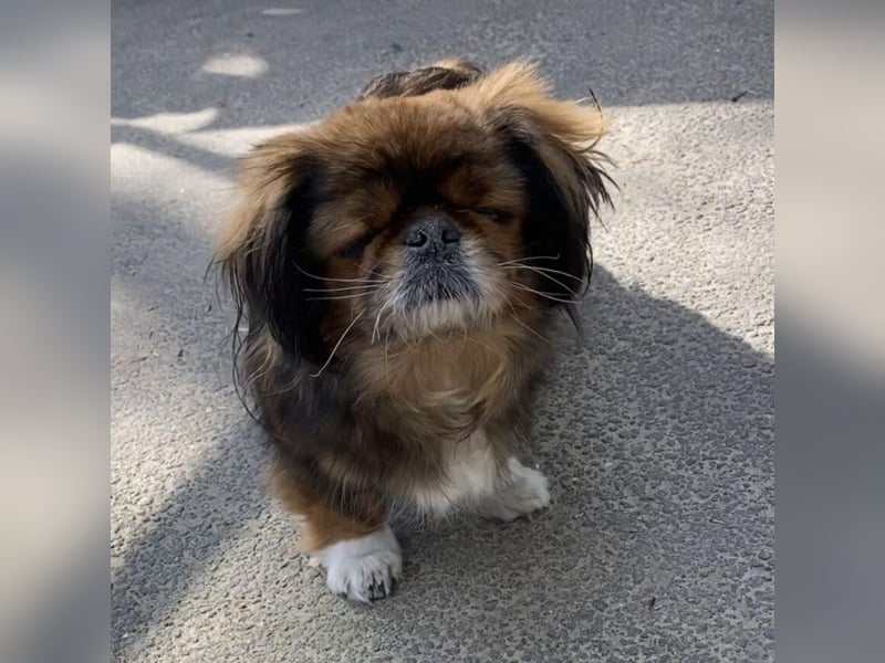 HOLLY, KLEINE PEKINESIN SUCHT IHRE FAMILIE