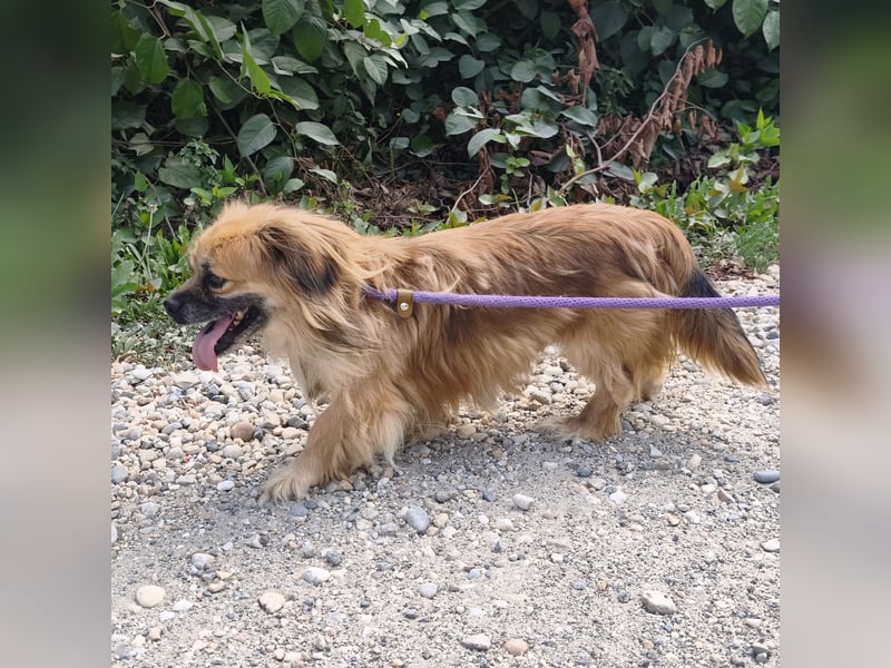 Pummy ein winziger Engel