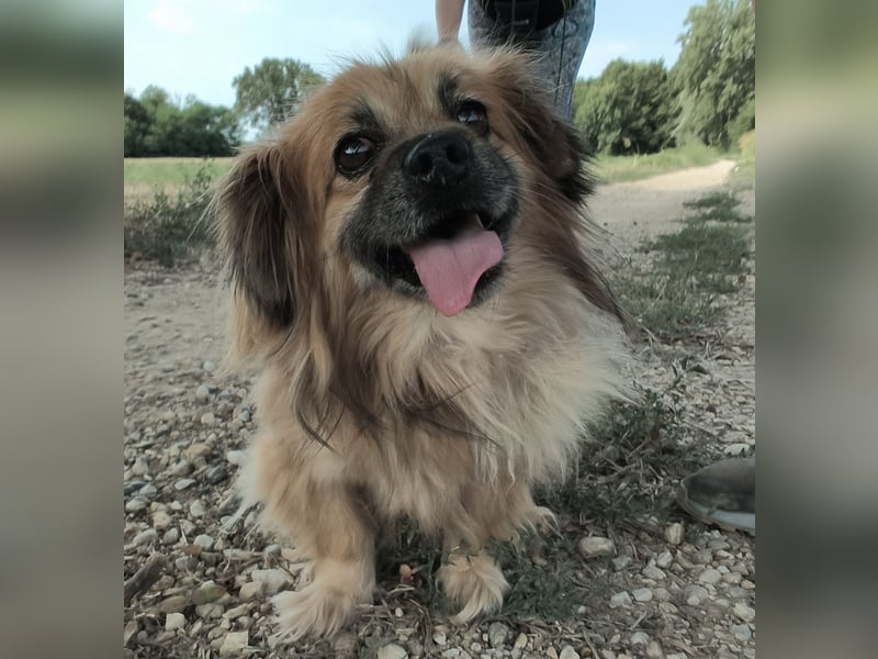 Pummy ein winziger Engel