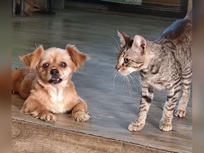 Pixie eine winzige Maus