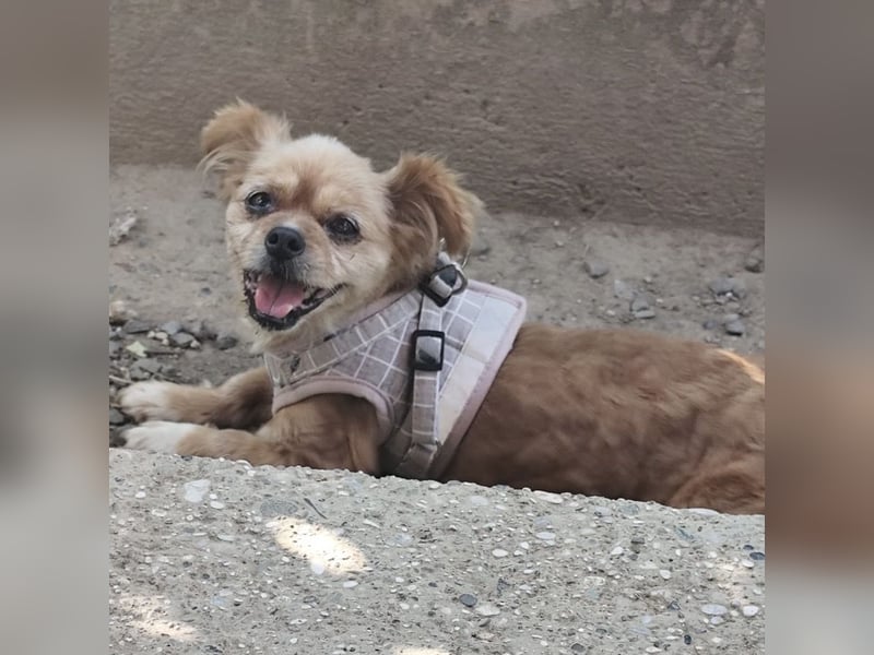 Pixie eine winzige Maus