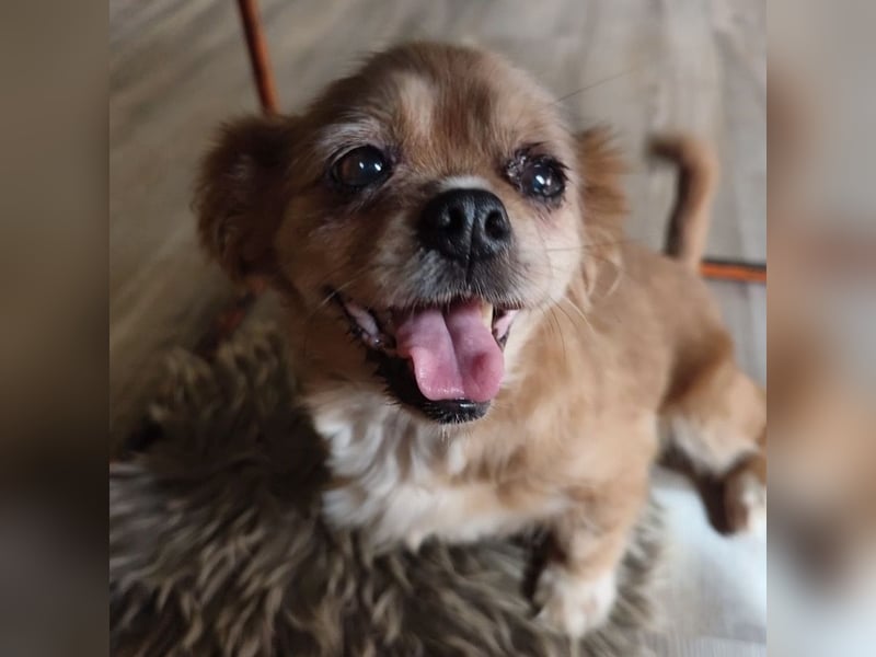 Pixie eine winzige Maus