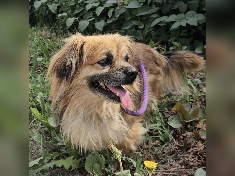 Pummy ein winziger Engel
