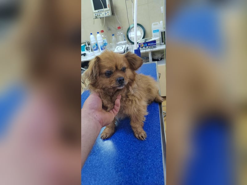 Harley -6 Kilo  Minipekinese sucht Geborgenheit