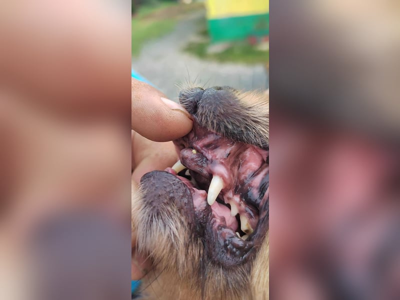 Harley -6 Kilo  Minipekinese sucht Geborgenheit