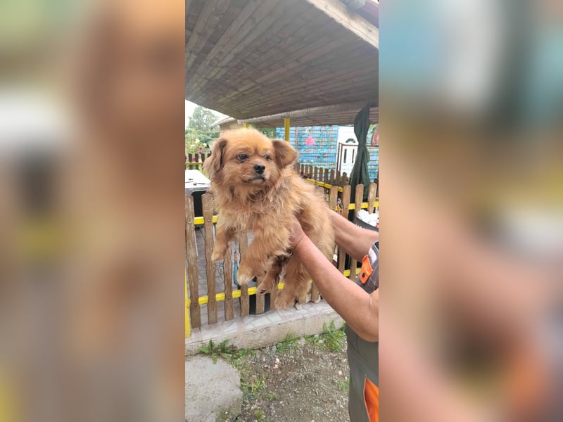 Harley -6 Kilo  Minipekinese sucht Geborgenheit