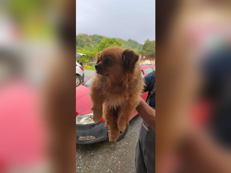 Harley -6 Kilo  Minipekinese sucht Geborgenheit