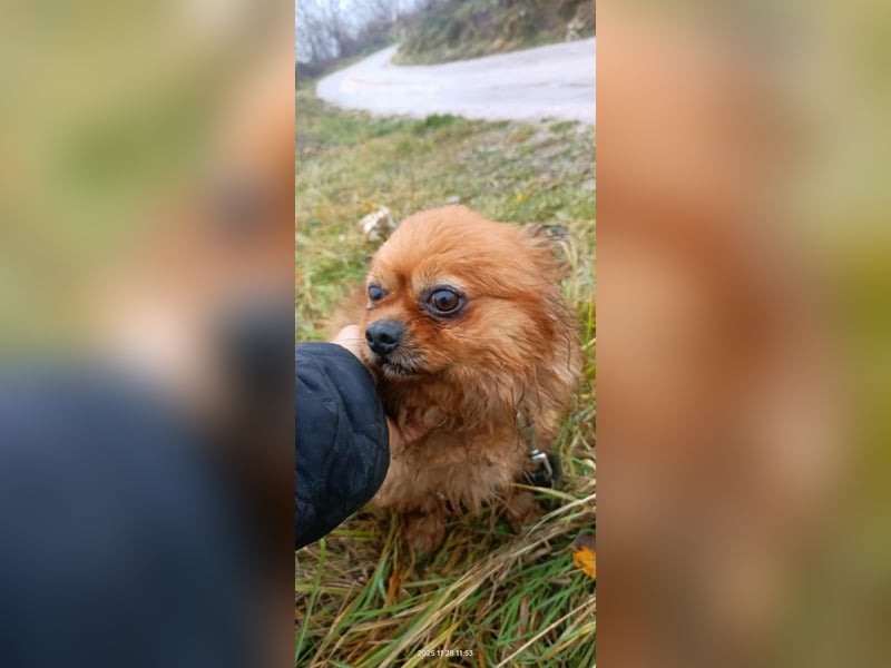 Harley -6 Kilo  Minipekinese sucht Geborgenheit
