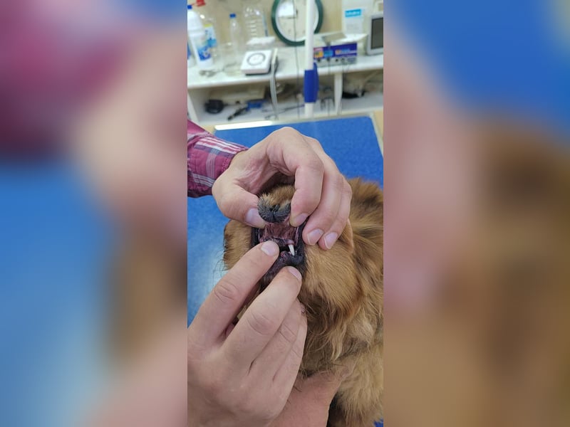 Harley -6 Kilo  Minipekinese sucht Geborgenheit