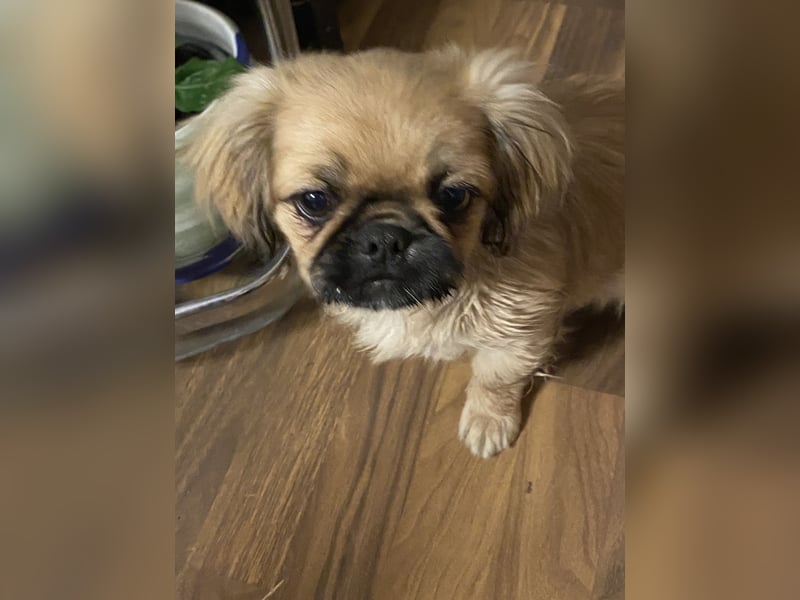 Pekinese zu verkaufen