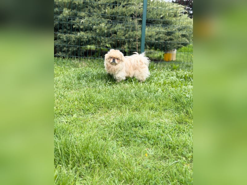 **LUCKY** Pekinese, ca. 2 Jahre alt, Rüde kastriert