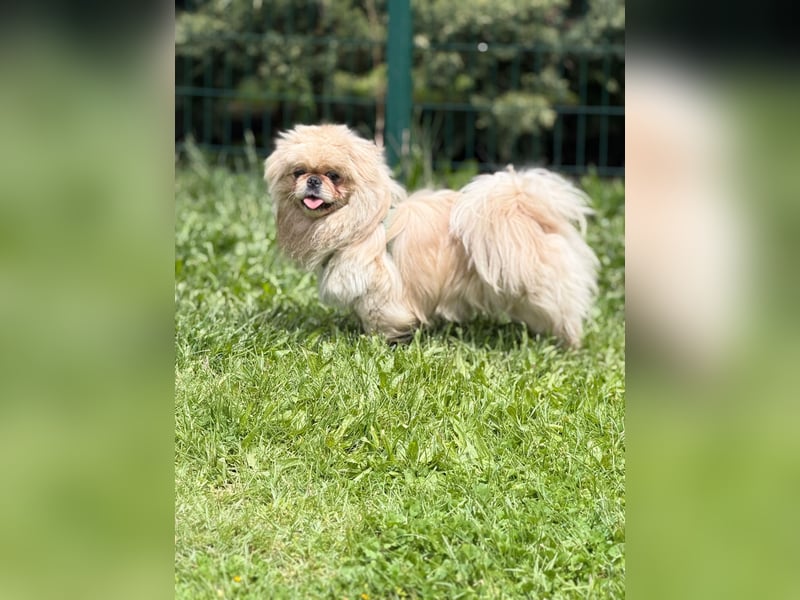 **LUCKY** Pekinese, ca. 2 Jahre alt, Rüde kastriert