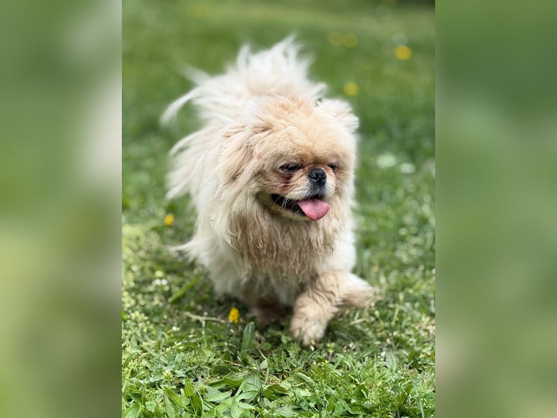 **LUCKY** Pekinese, ca. 2 Jahre alt, Rüde kastriert