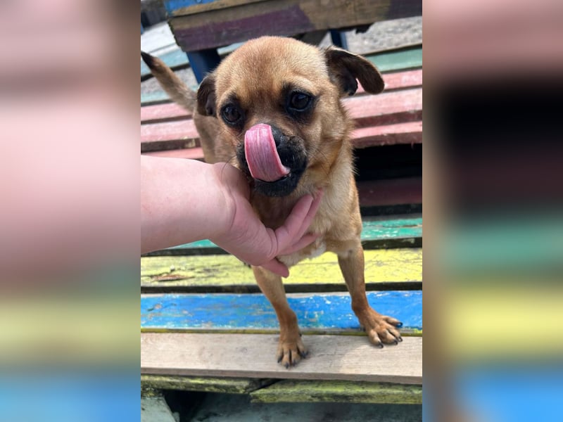 Ellie ❤️ wartet bereits in 48153 Münster auf dich!