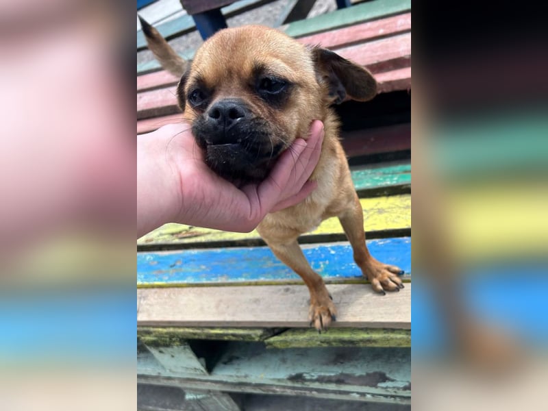 Ellie ❤️ wartet bereits in 48153 Münster auf dich!