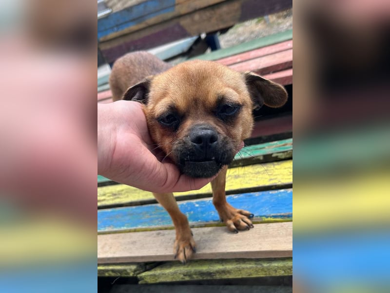 Ellie ❤️ wartet bereits in 48153 Münster auf dich!