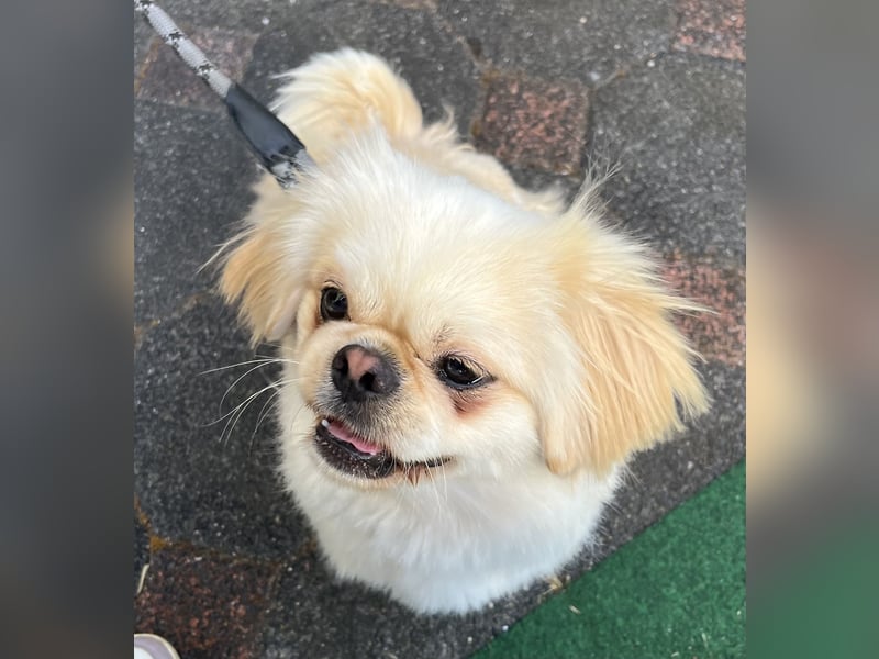 Reinrassiger süßer Pekingese Rüde „Pikie“
