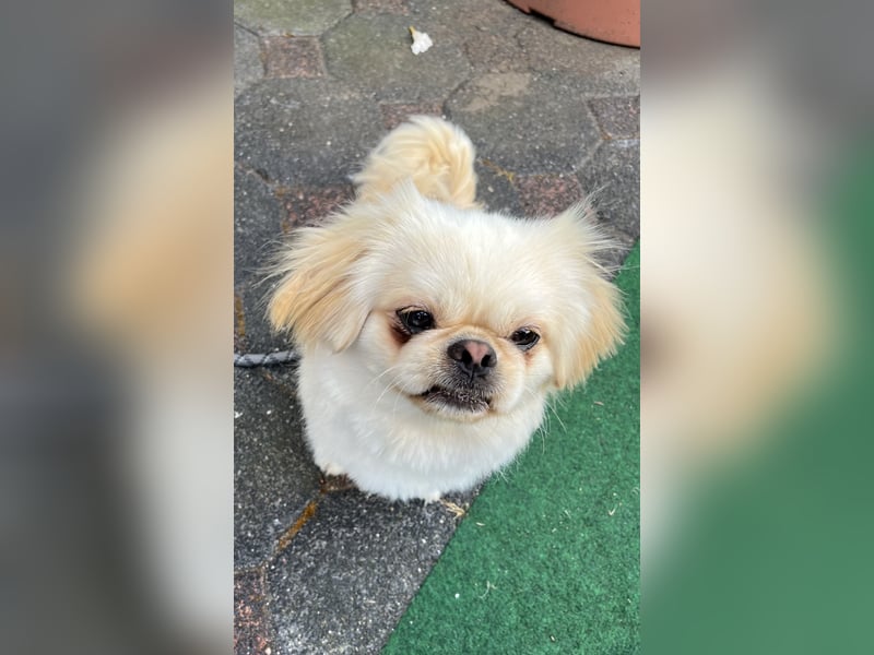 Reinrassiger süßer Pekingese Rüde „Pikie“