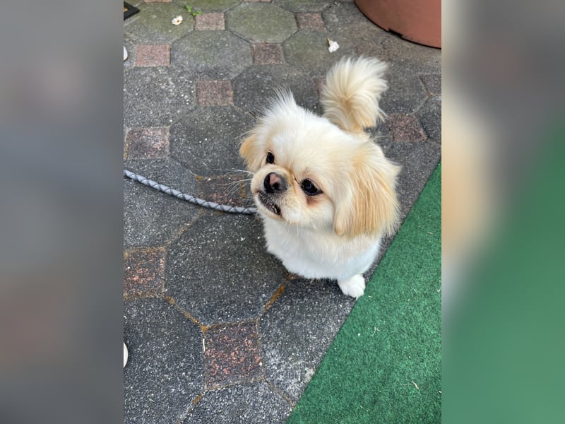 Reinrassiger süßer Pekingese Rüde „Pikie“