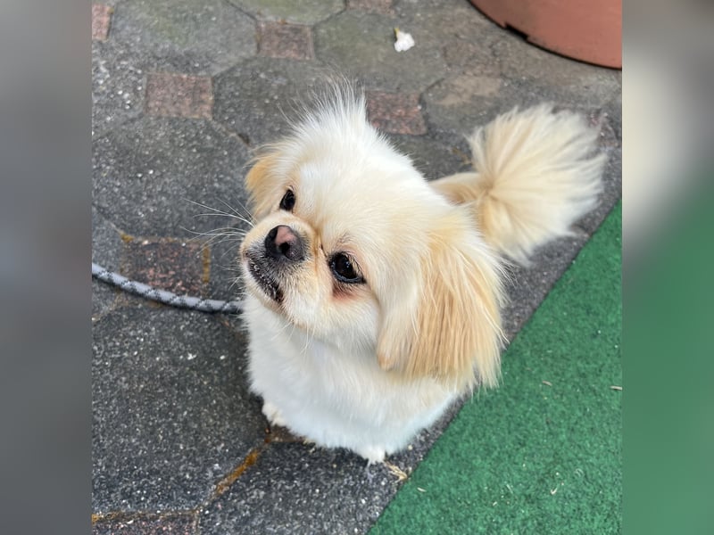 Reinrassiger süßer Pekingese Rüde „Pikie“