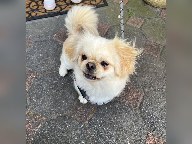 Reinrassiger süßer Pekingese Rüde „Pikie“