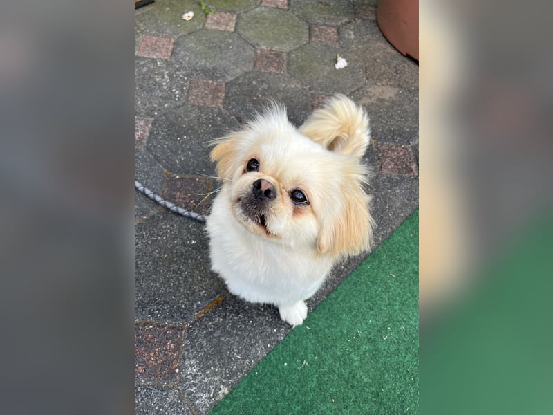 Reinrassiger süßer Pekingese Rüde „Pikie“