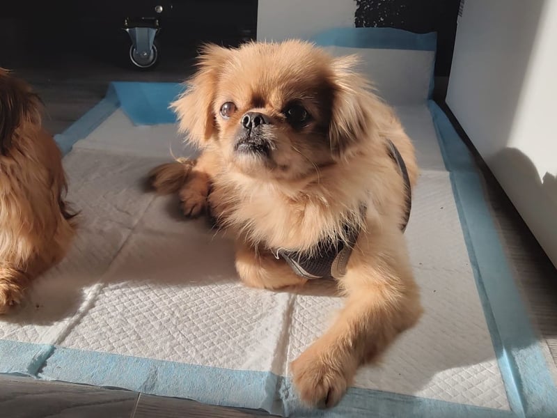 Verschmuste kleine Pekinesen Hündin, kastriert, stubenrein, Pekingese, Tibet Spaniel