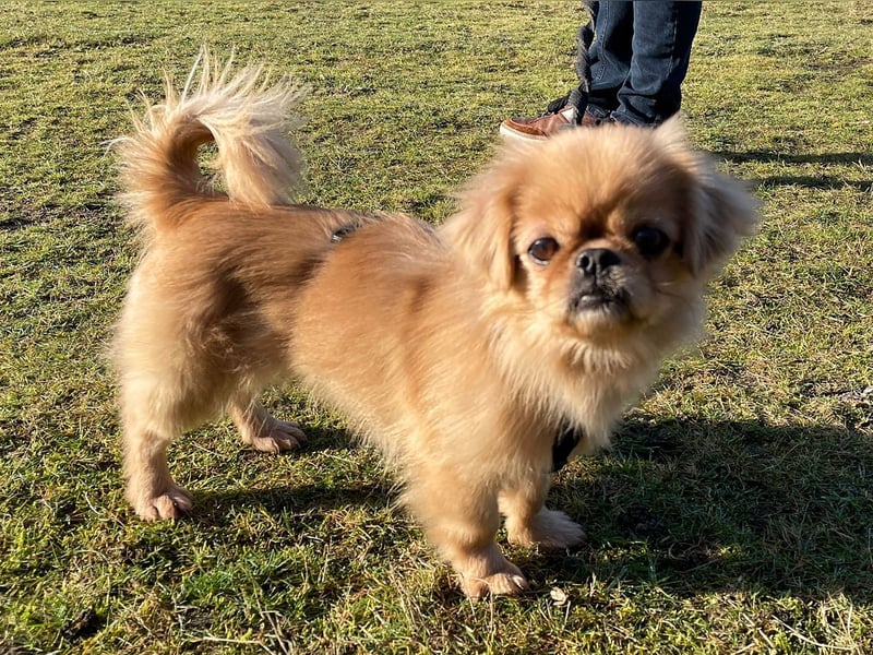 Verschmuste kleine Pekinesen Hündin, kastriert, stubenrein, Pekingese, Tibet Spaniel