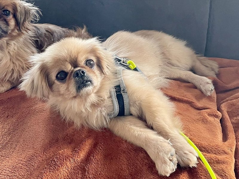 Verschmuste kleine Pekinesen Hündin, kastriert, stubenrein, Pekingese, Tibet Spaniel