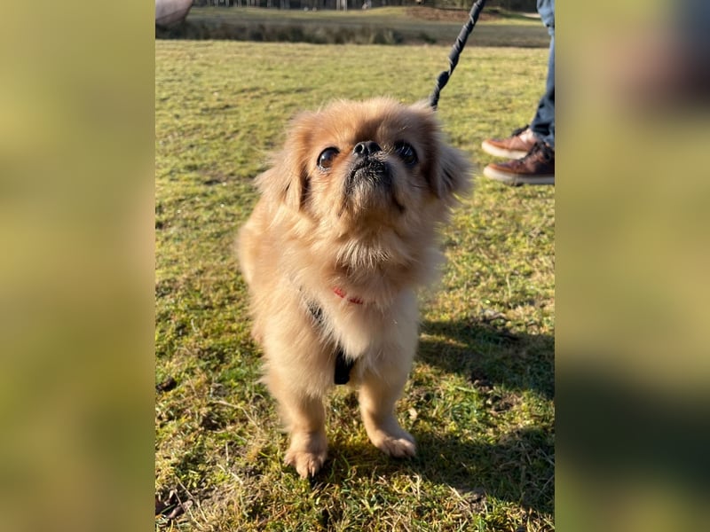 Verschmuste kleine Pekinesen Hündin, kastriert, stubenrein, Pekingese, Tibet Spaniel
