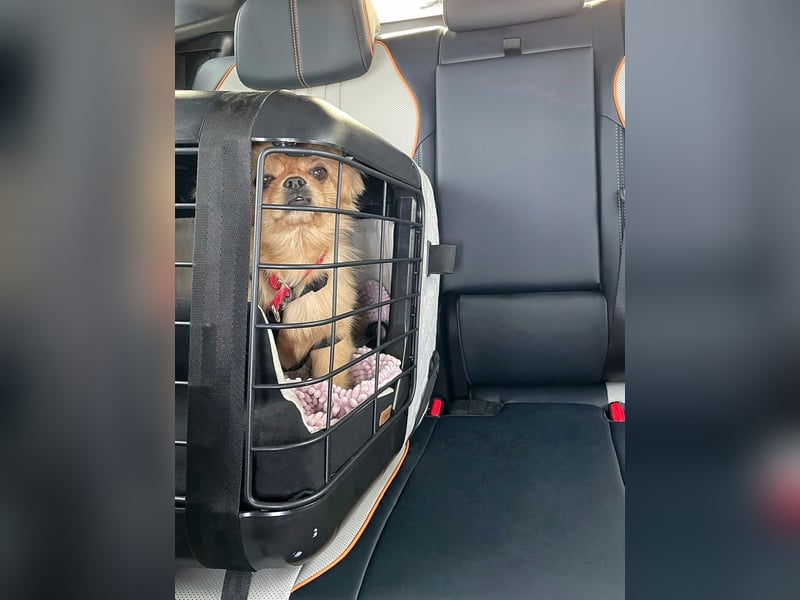 Verschmuste kleine Pekinesen Hündin, kastriert, stubenrein, Pekingese, Tibet Spaniel