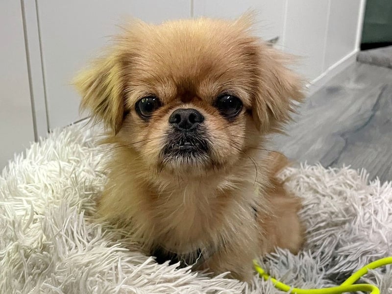 Verschmuste kleine Pekinesen Hündin, kastriert, stubenrein, Pekingese, Tibet Spaniel