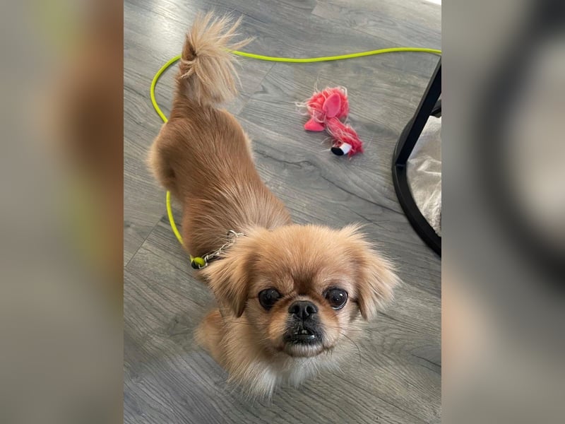 Verschmuste kleine Pekinesen Hündin, kastriert, stubenrein, Pekingese, Tibet Spaniel