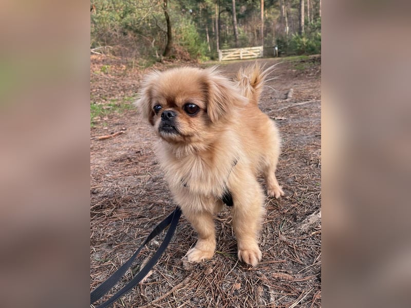 Verschmuste kleine Pekinesen Hündin, kastriert, stubenrein, Pekingese, Tibet Spaniel