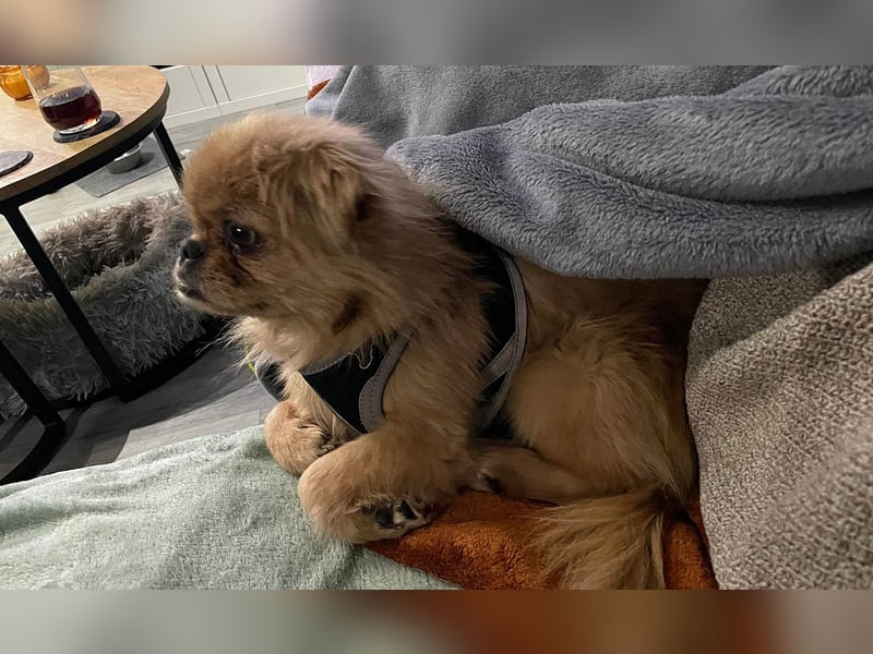 Verschmuste kleine Pekinesen Hündin, kastriert, stubenrein, Pekingese, Tibet Spaniel