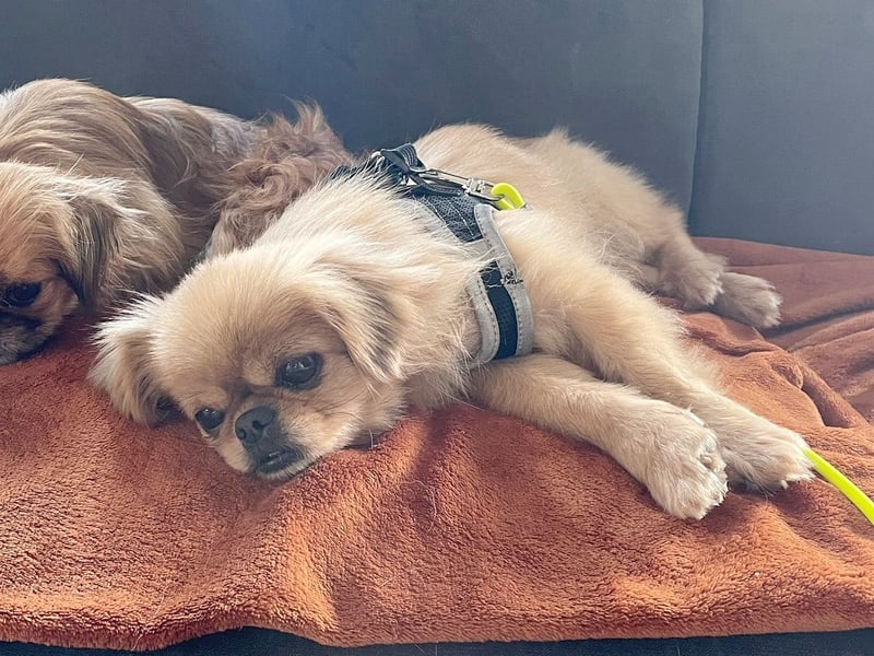 Verschmuste kleine Pekinesen Hündin, kastriert, stubenrein, Pekingese, Tibet Spaniel