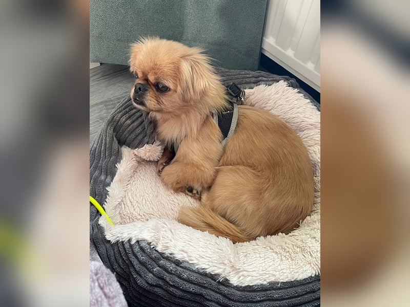 Verschmuste kleine Pekinesen Hündin, kastriert, stubenrein, Pekingese, Tibet Spaniel