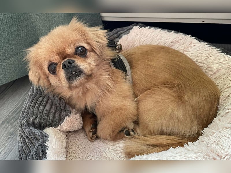 Verschmuste kleine Pekinesen Hündin, kastriert, stubenrein, Pekingese, Tibet Spaniel