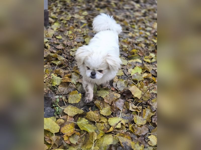 Athos, hübscher Pekinesen Rüde geb. 2024