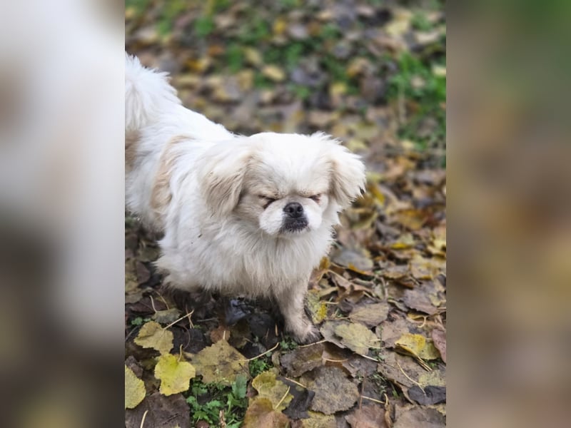 Athos, hübscher Pekinesen Rüde geb. 2024