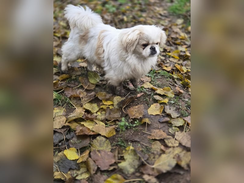 Athos, hübscher Pekinesen Rüde geb. 2024