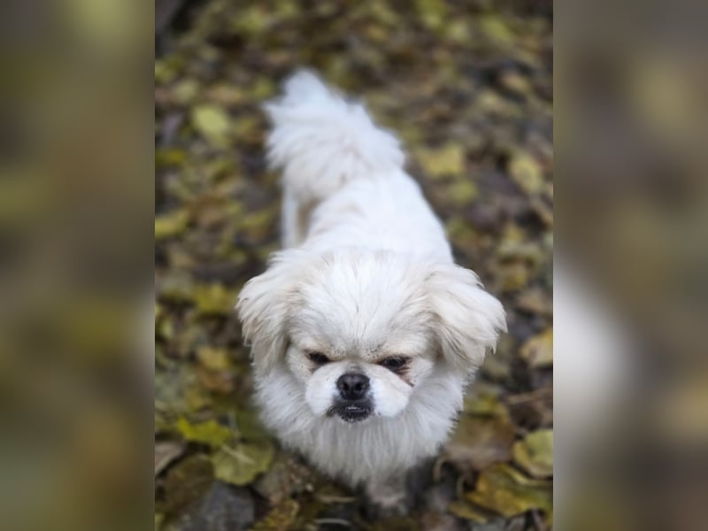 Athos, hübscher Pekinesen Rüde geb. 2024