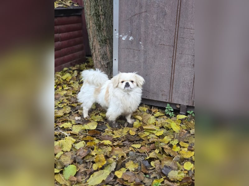 Athos, hübscher Pekinesen Rüde geb. 2024