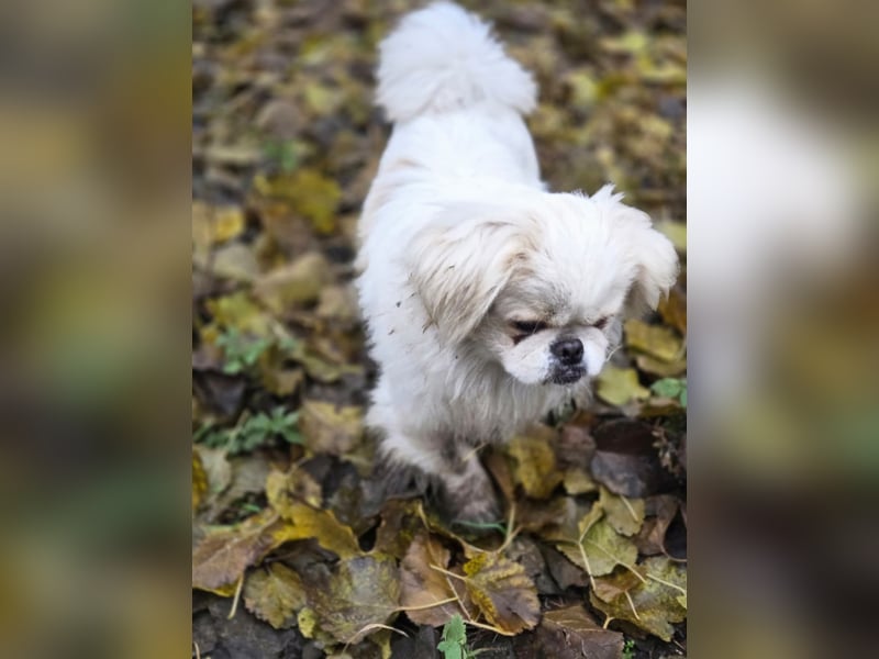 Athos, hübscher Pekinesen Rüde geb. 2024