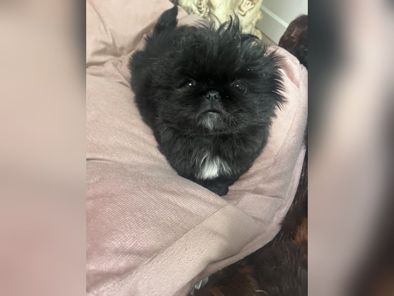 Reinrassige Pekinesenwelpen Pekinesen